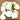 FLOWER FOAM ROSE 12H ICEBERG 1BCH