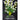 10 HEAD WHITE  BUD FOAM LEAVES