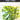 OVAL LEAF STEMS GREEN 8PC
